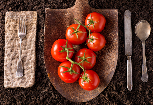 tomatoes